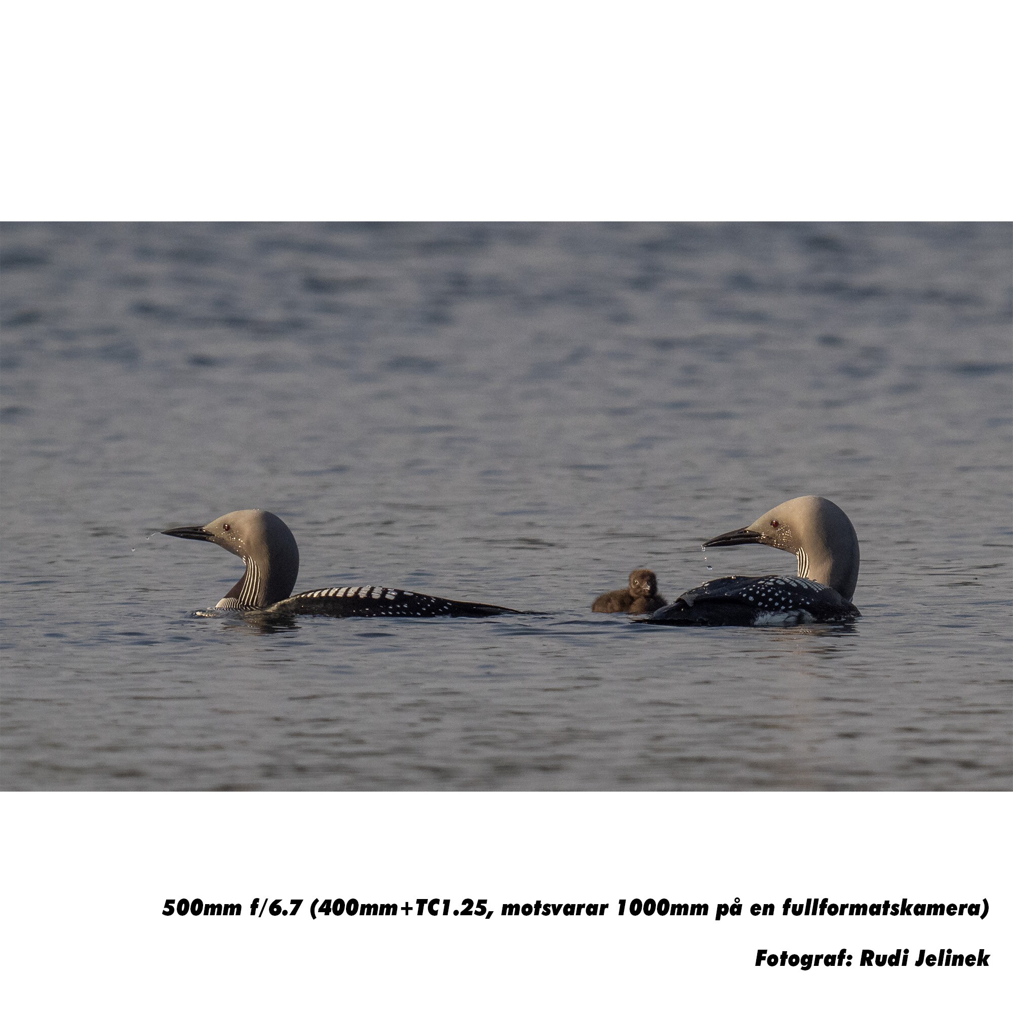 OM SYSTEM ED 150-400mm F4.5 TC1.25x IS PRO