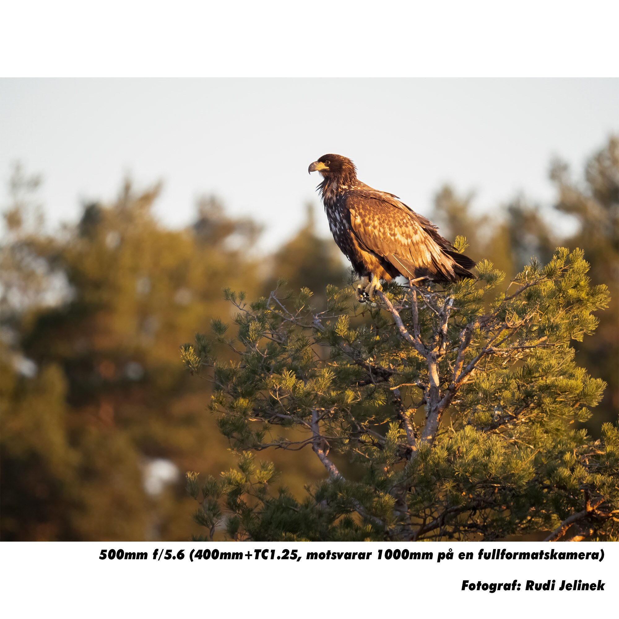 OM SYSTEM ED 150-400mm F4.5 TC1.25x IS PRO