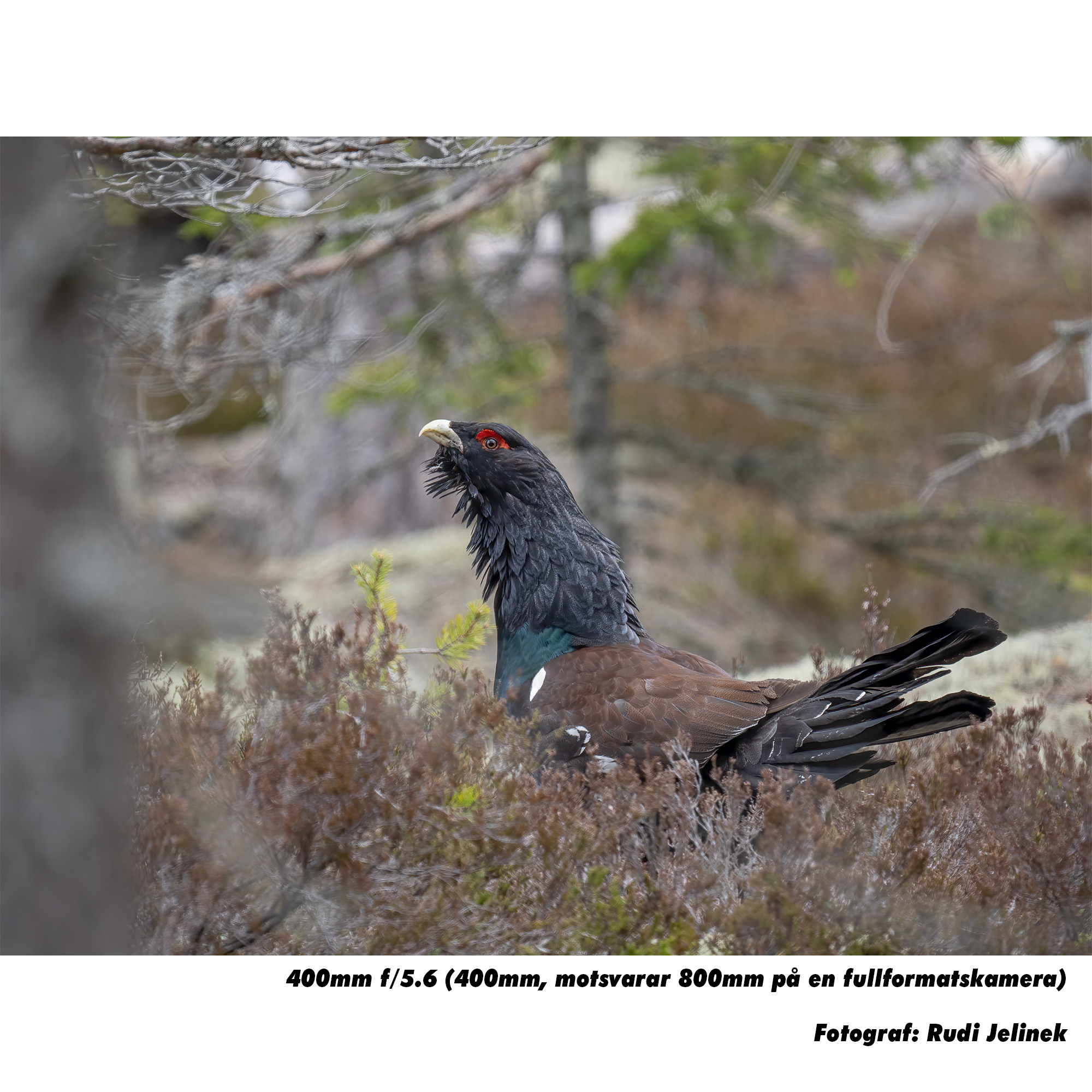 OM SYSTEM ED 150-400mm F4.5 TC1.25x IS PRO