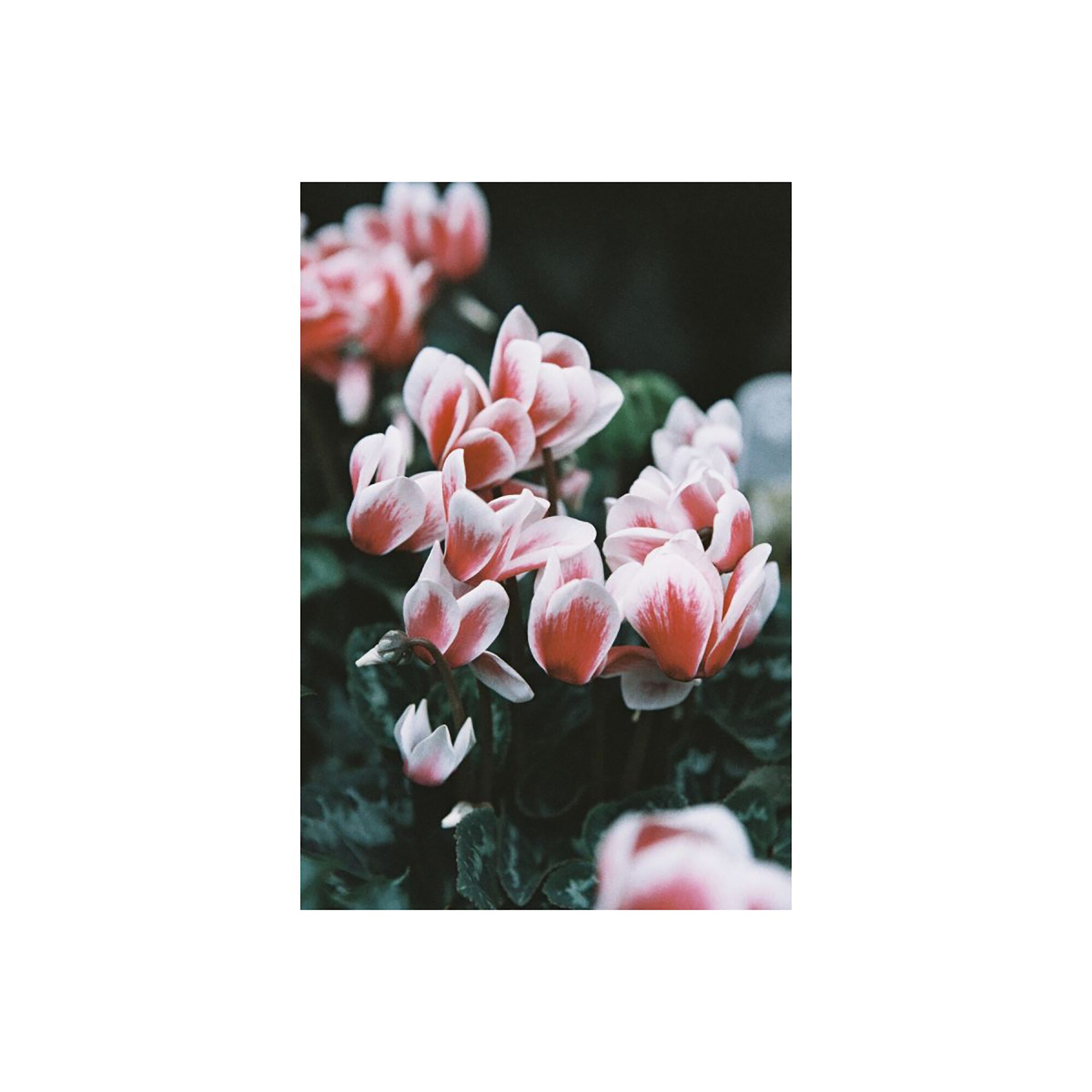 Lomography LomoChrome Color '92 120