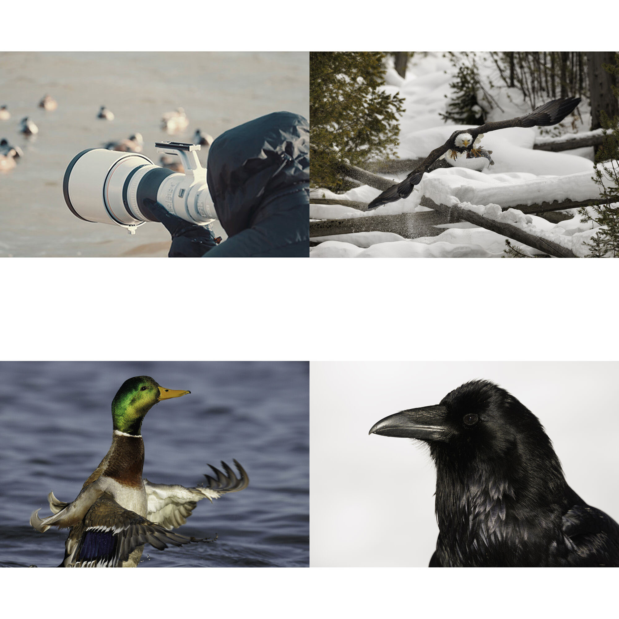 Canon RF 800mm F5.6L IS USM