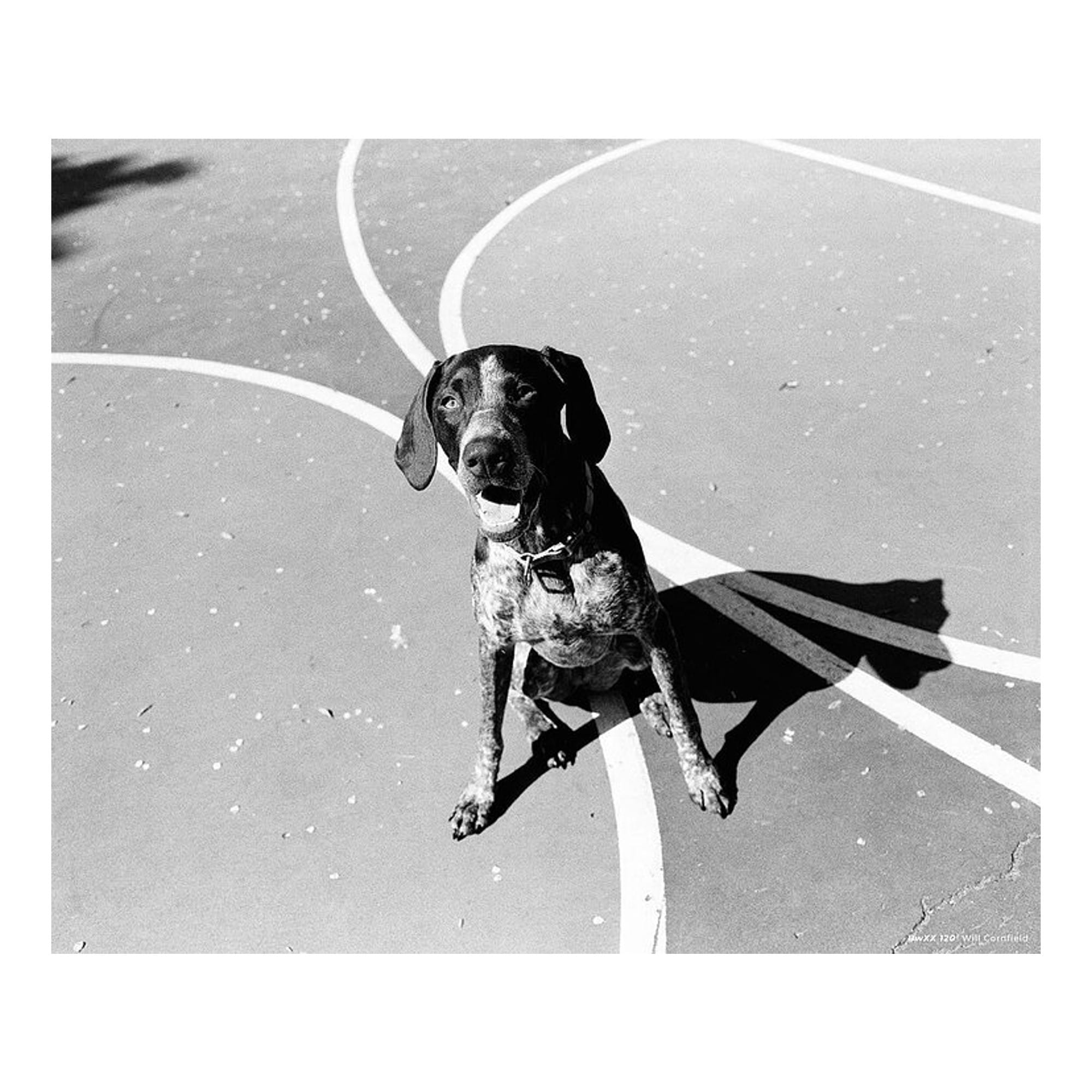 Cinestill BWxx Double-X 250 ISO 120