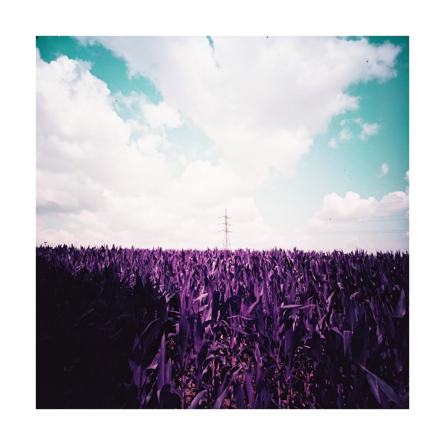 Lomography LomoChrome Purple XR 100-400 ASA 120film