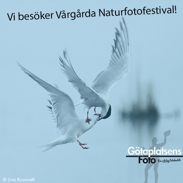 https://www.gotaplatsensfoto.se/pub_images/original/vi-besoker-vargarda-naturfotofestival-blogg.jpg